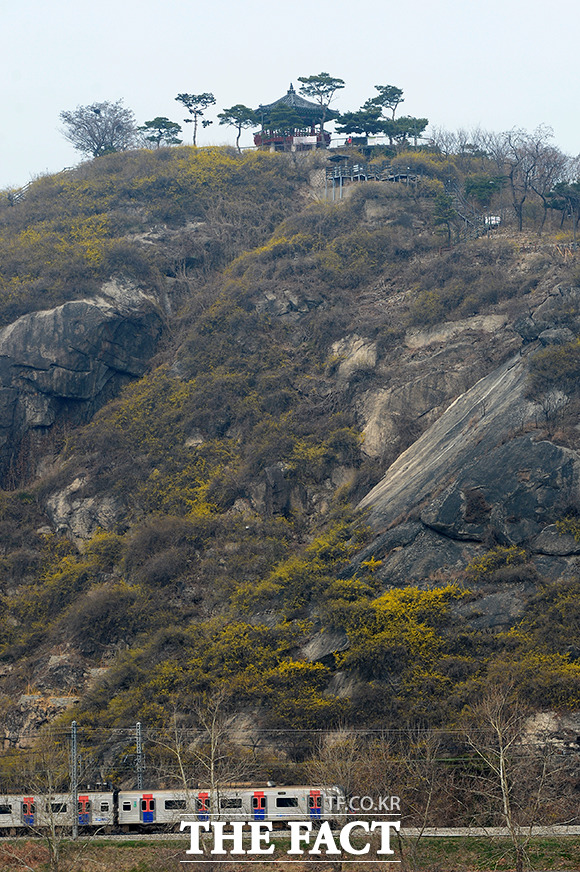 서울 성동구 응봉산에서 개나리가 봄의 시작을 알리고 있습니다.