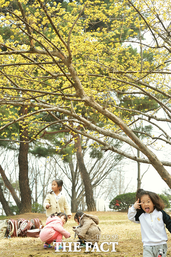 미래를 이끌 아이들은 봄꽃 아래서 소풍을 즐기고