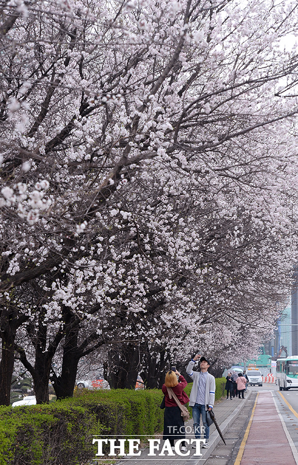 지난 5일 서울 영등포구 여의도 윤중로 일대에 벚꽃이 활짝 핀 가운데 시민들이 벚꽃을 즐기며 사진촬영을 하고 있다. /더팩트 DB