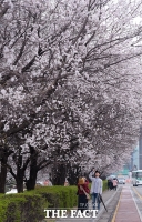  전국 벚꽃축제 총정리, '화창한 봄날' 가족과 함께 떠나자!