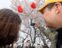 [TF포토] 여의도 벚꽃 만개, '사랑도 깊어지는 봄날'