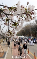  미세먼지 한때 '나쁨', 벚꽃축제 나들이 '오후'가 좋아요