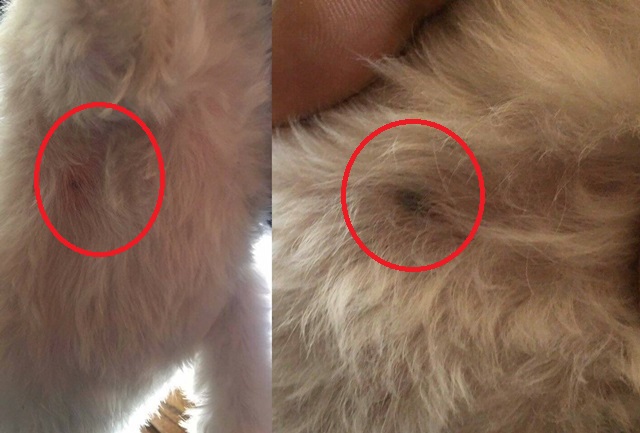 비비탄 총을 맞아 곳곳에 상처가 난 반려견. /온라인 커뮤니티 캡처