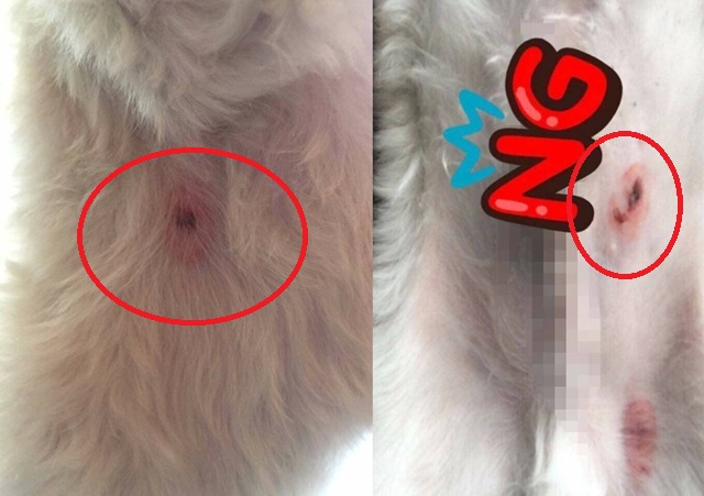 비비탄 총에 맞은 반려견은 일부 상처가 깊게 패여 피가 고이기도 했다. /온라인 커뮤니티 캡처