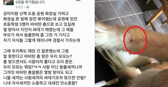 반려견에게 비비탄을 쏜 초등학생, 반려견주 지인 뺨 때리기로 응수. 강아지에게 비비탄 쏜 초등학생에 대한 반려견주 지인의 대응과 부모의 반응이 논란을 일으키고 있다. /온라인 커뮤니티 캡처