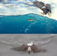  [영상] 새가 수영을 못 한다고? '접영하는 독수리' 등장