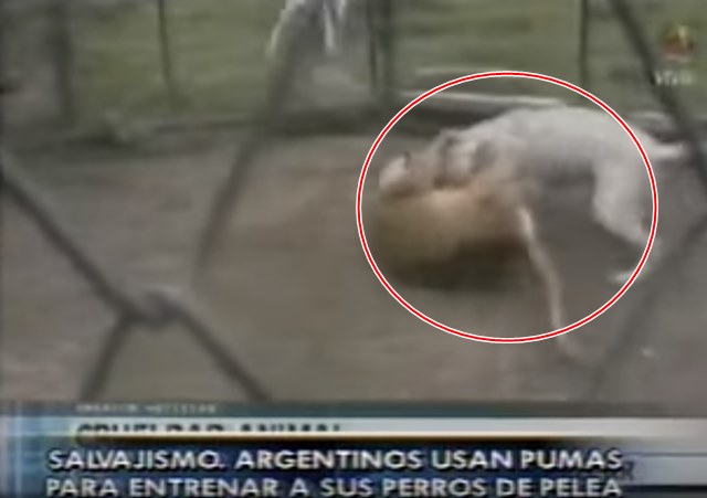 도고아르젠티노 애초 퓨마 잡는 개였다? 도고아르젠티노가 시민 3명을 공격해 중경상을 입힌 가운데 도고아르젠티노와 퓨마의 대결 영상이 주목 받고 있다. /유튜브 캡처