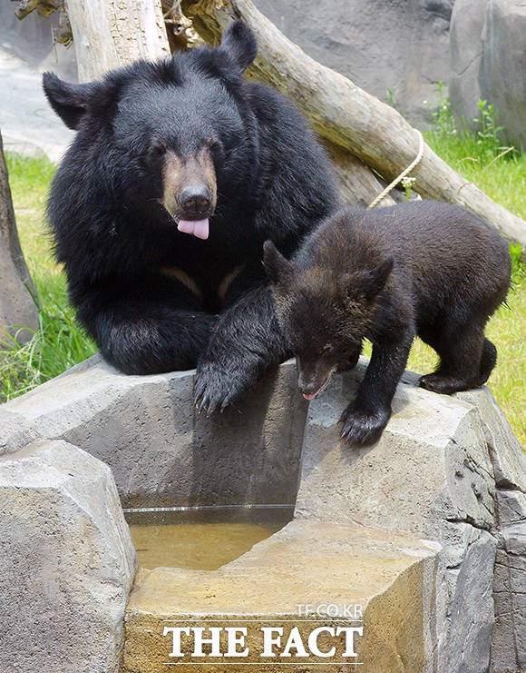 물을 찾은 반달가슴곰 가족