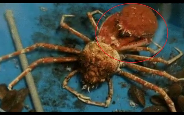 탈피중인 게의 모습, 새 옷 입고 나타났네 지난달 28일 페이스북 페이지 오즐- 5분의 즐거움에 게가 탈피하는 모습(빨간 원)의 영상이 게재됐. /오즐-5분의 즐거움 영상 캡처