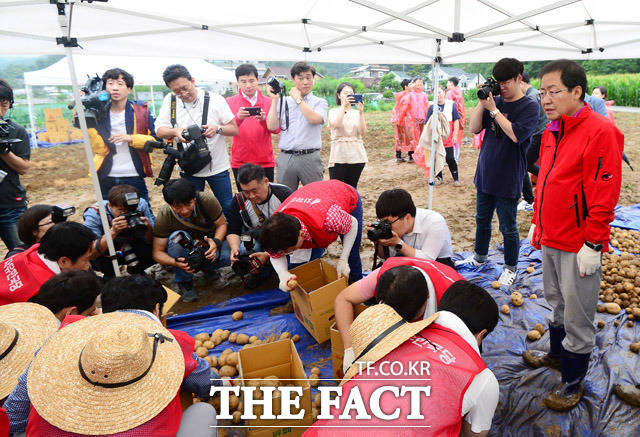 홍준표 자유한국당 신임 당대표가 3일 경기도 남양주시 조안면 시우리의 한 감자밭에서 감자 수확 봉사활동을 하고 있다. 자유한국당은 봉사활동 현장과 국회 헌정기념관에서 이원으로 전당대회를 진행했다. /남양주=배정한 기자