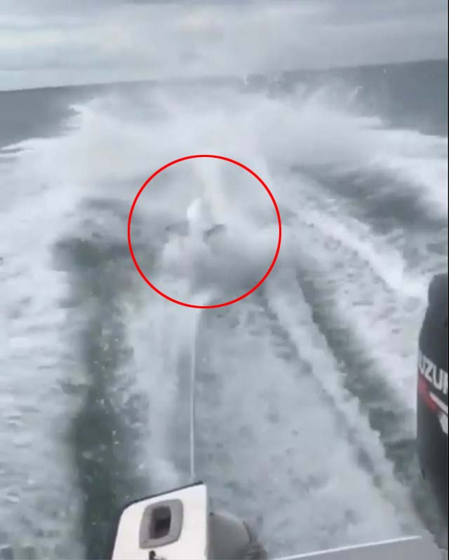 세 남자의 잔인한 상어 운전 미국 매체 RT는 미국 플로리다의 한 해변에서 3명의 남성이 상어를 모터보트에 매달아 죽였다고 보도했다. /마크더샤크 인스타그램 캡처