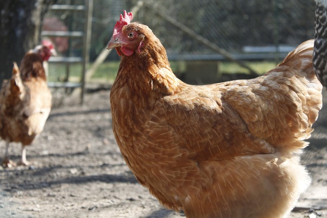 DDT 달걀과 DDT 닭의 감염 경로 등이 베일에 싸인 가운데 경상북도는 DDT가 검출된 경북 영천과 경산의 농가에서 생산한 닭과 달걀의 반출을 금지했다. /pixabay.com