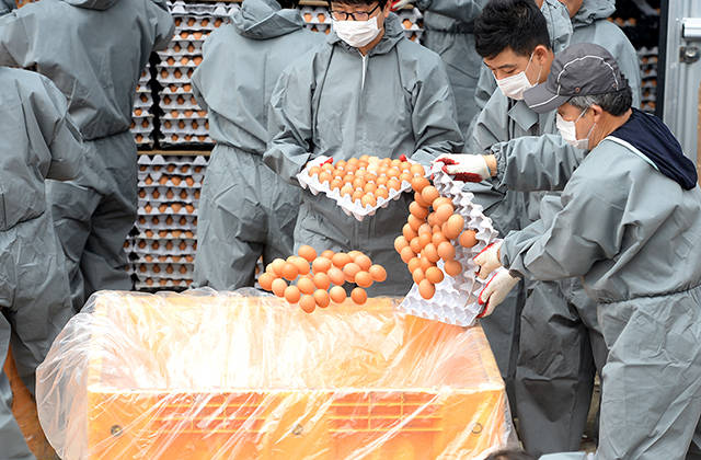 지난 18일 오후 경기도 남양주시의 한 달걀 농장에서 위생관리 관련 관계자들이 살충제 성분이 검출된 달걀을 처분하고 있다. /임세준 기자