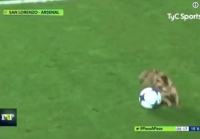 [영상] 귀여운 축구광 강아지의 그라운드 난입 사건