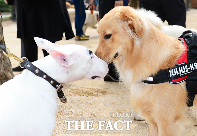 우리나라 사람들은 옛날부터 개를 가까이 했지만 귀하게 여기지는 않았다. 하지만 최근 반려견을 키우는 인구가 많아지면서 개를 통해 모르는 사람과도 소통하는 일이 많아져 개 위상은 많이 높아졌다./ 더팩트DB