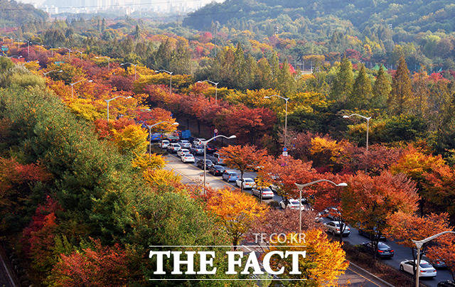 선선한 가을날씨를 보인 28일 오후 서울 마포구 하늘공원로 일대가 형형색색 단풍으로 물들어가고 있다. /이덕인 기자