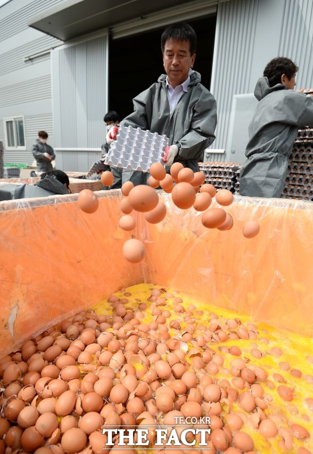 전량 폐기되는 계란 국산 달걀에서 사용이 금지된 살충제 성분이 검출돼 정부가 전국 1239개 농가에 대한 전수조사를 벌인 가운데 지난 8월 18일 오후 경기도 남양주시의 한 달걀 농장에서 살충제 성분이 검출된 해당 달걀이 전량 폐기처분 되고 있습니다. /임세준 기자