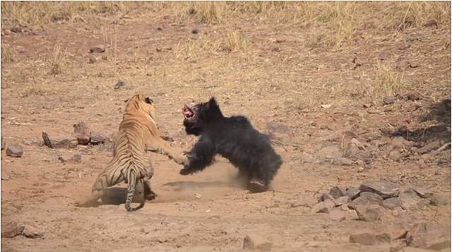 호랑이와 곰 대결 포착. 곰과 호랑이 맹수들의 결투가 인도의 한 국립공원에서 포착됐다./유튜브 캡처