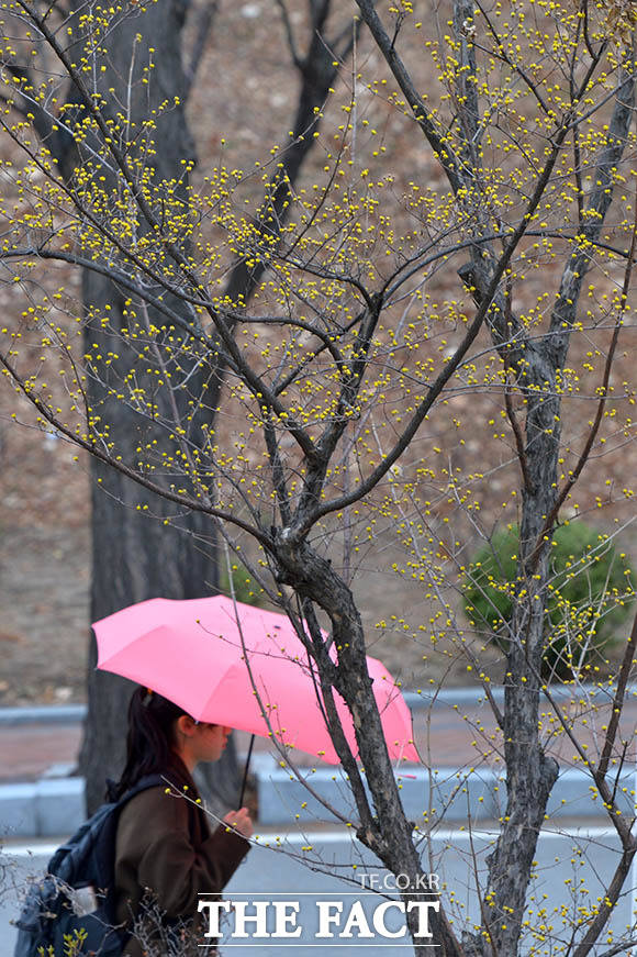 봄비가 내리며 기온이 뚝 떨어진 19일 오후 서울 서대문구 이화여자대학교 캠퍼스에 한 학생이 우산을 쓴 채 교정을 걷고 있다. /김세정 인턴기자