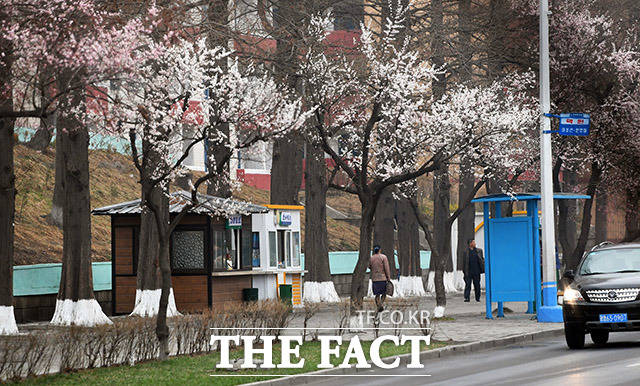 지난달 31일 평양 시내 일대에 살구나무 꽃이 활짝 핀 가운데 시민들이 걸음을 재촉하고 있다. /평양공연 사진공동취재단