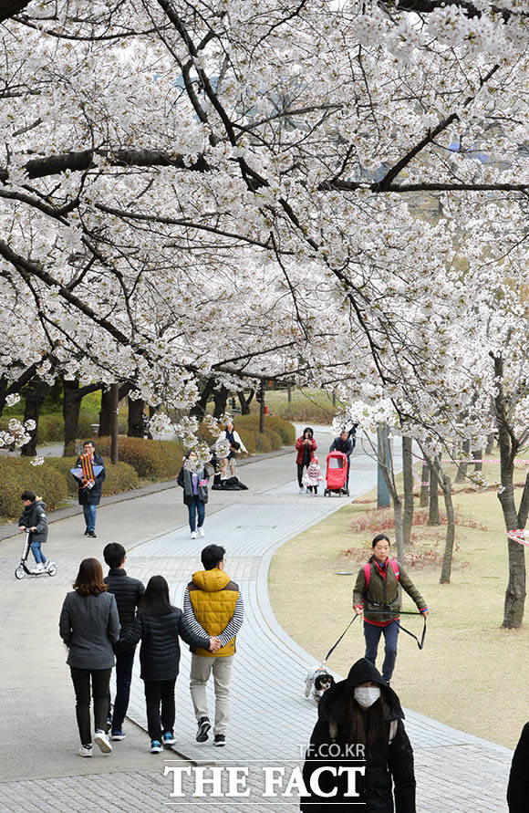 8일 오후 서울 강북구 번동 북서울꿈의숲을 찾은 시민들이 벚꽃 아래서 산책을 즐기고 있다./김세정 인턴기자