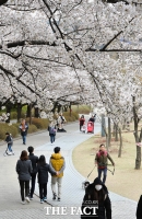 [TF포토] '쌀쌀해도 벚꽃 구경'…봄나들이 나온 시민들