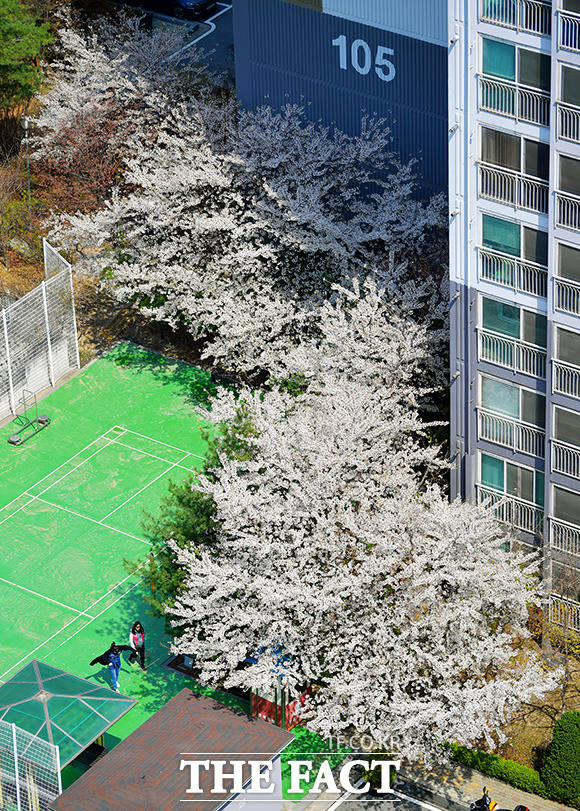 전국이 흐린 뒤 맑은 날씨를 보인 9일 오후 서울 성북구 아리랑로 일대에 벚꽃이 피어 시민들이 산책을 즐기고 있다. /이덕인 기자