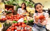 [TF포토] '달걀이야? 토마토야?'…신세계백화점, 에그토마토 출시