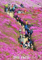 [TF포토] 철쭉이 만들어 낸 보랏빛 세상