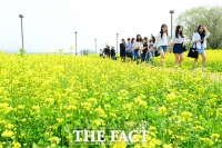 [TF사진관] 노랗게 물든 서래섬 '이게 봄의 색이지!'