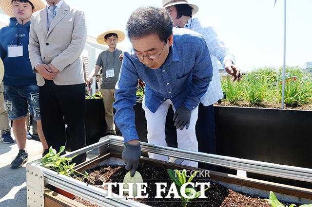 옥상 텃밭에서 직접 채소를 심어보는 서울시장 후보 박원순