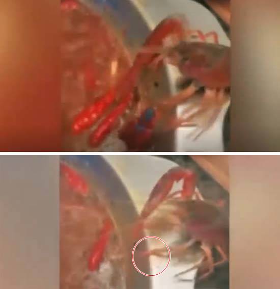 샤부샤부용 가재가 직접 발을 끊고 탕에서 탈출하는 모습./유튜브 영상 캡처
