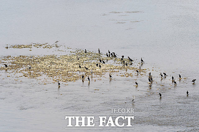 비교적 수질이 양호한 한강 여주보에 각종 철새들이 모여있다.