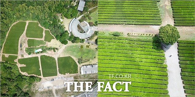 오설록농장 매출은 연 매출 6조 원 규모 아모레퍼시픽그룹 내에서 미미한 수준이다. 그러나 도전 정신과 강한 집념으로 일군 창업주 정신을 고스란히 계승하고 있는 만큼 상징성을 가지고 있다. 사진은 지난 10일 드론으로 촬영한 서광차밭 모습. /서귀포=이효균 기자