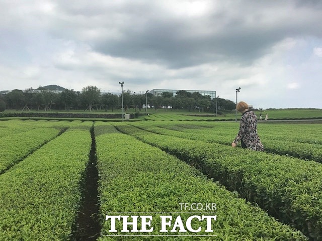 온화한 기후와 자연 차광 효과로 찻잎 색깔이 좋기로 유명한 제주 오설록 서광차밭을 지난 8일 방문했다. 이곳은 산방산 근처 대기가 한라산을 지나며 많은 구름과 안개를 형성해 고품질 녹차 재배에 최적화된 생육 조건을 갖추고 있다. /서귀포=이효균 기자