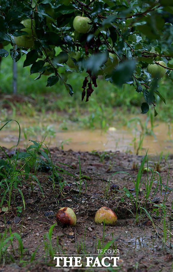 폭우가 내린 3일 경기도 고양시 덕양구 일대 사과 농장이 피해를 받은 가운데 낙과한 사과가 눈에 띈다./이덕인 기자