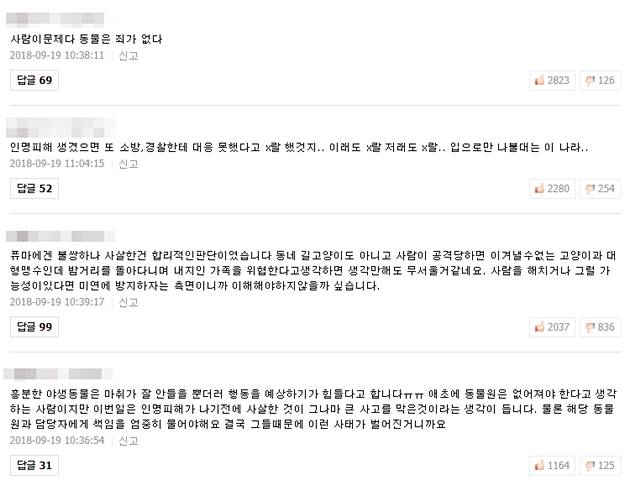 대전 동물원서 퓨마가 탈출해 사살한 사건에 대해 의견이 엇갈리고 있다. /네이버 뉴스 댓글 캡처