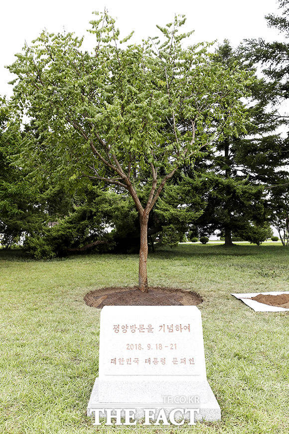남측에서 옮겨져 평양에 심어진 10년생 모감주나무.