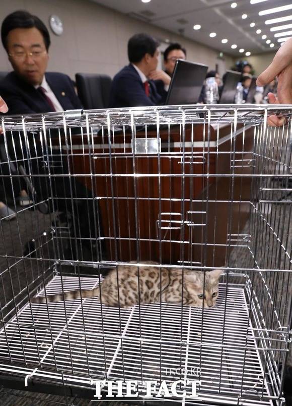 김진태 한국당 의원은 지난달 동물원을 탈출했다가 사살당한 퓨마 뽀롱이와 비슷하다며, 벵갈 고양이를 직접 감사장으로 들여왔다. 벵갈 고양이가 이날 감사장에서 겁에 질린 채로 몸을 웅크리고 있다. /뉴시스