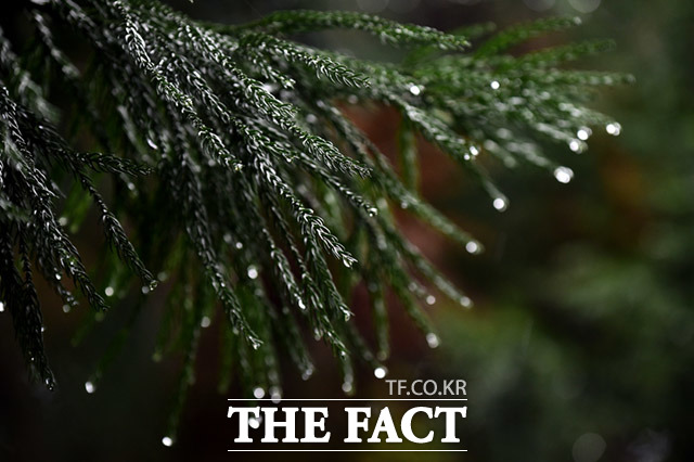 비내리는 제주도