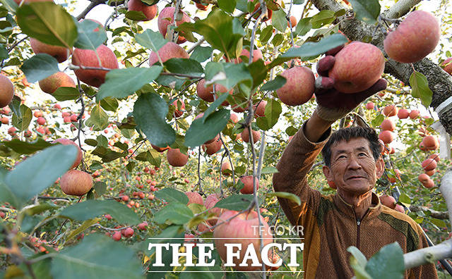 한국애플리즈의 사과 농장 관계자가 사과를 수확하고 있다.