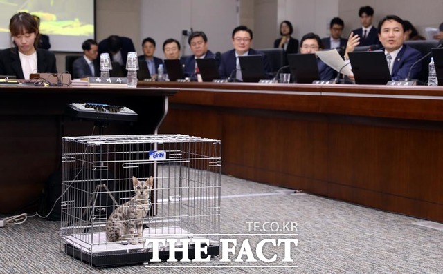 벵갈고양이는 현재 김 의원의 지역(춘천) 사무실 직원에게 입양된 상태다. 벵갈고양이가 지난달 10일 열린 국정감사에서 철장 째로 속기사석 앞에 놓여있다. /뉴시스