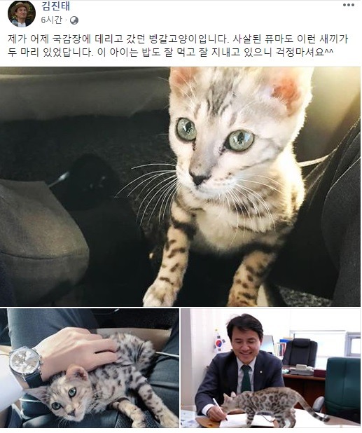 김 의원은 벵갈고양이 논란이 있은 다음 날인 지난달 11일 페이스북을 통해 고양이의 근황을 공개했을 당시. /김진태 페이스북 갈무리
