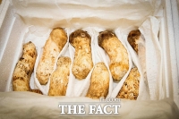  文대통령, 김정은 '송이버섯' 답례로 제주산 귤 200톤 北에 선물