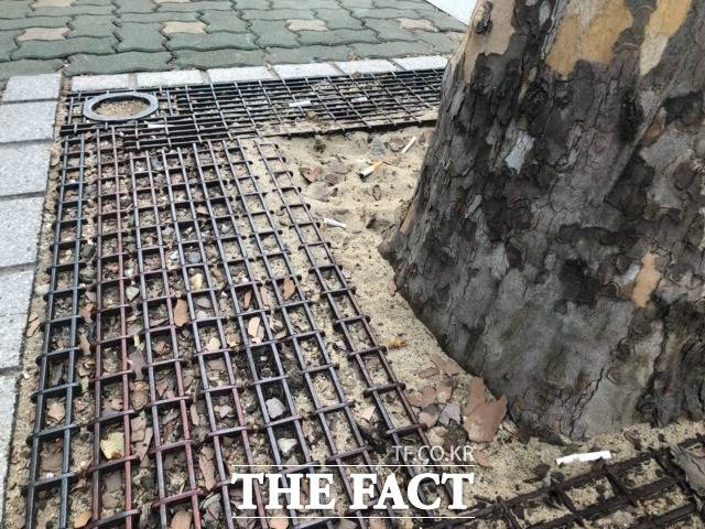 서울 마포구의 한 유치원 앞 가로수 밑에는 담배꽁초가 어지럽게 널려 있었다./문혜현 기자