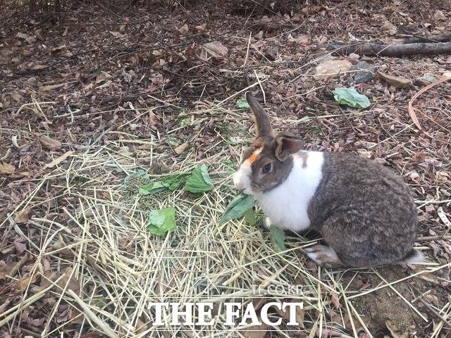 서울 서초 반포동에 위치한 몽마르뜨 공원에는 유기된 토끼들이 서식하고 있다. 중성화수술을 받았다는 표시로 이마에 봉선화 물이 든 토끼가 시민봉사자들이 두고 간 풀을 먹고 있는 모습. /서초=임현경 기자
