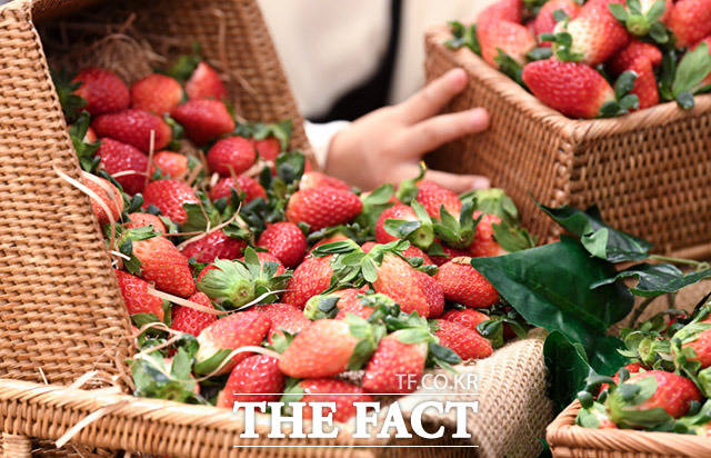 식품·외식업계가 겨울 제철 과일인 딸기를 활용한 상품을 잇달아 내놓으며 인기를 끌고 있다. /더팩트 DB