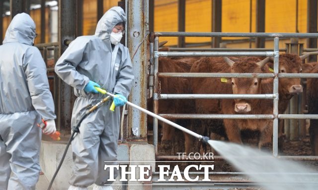 농림축산식품부는 설날 당일인 5일에도 가축질병 상황실을 비상체제로 유지하며 방역에 총력 대응하고 있다. /이덕인 기자