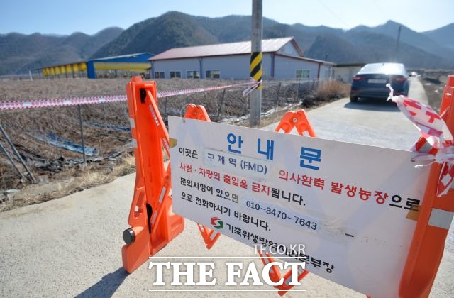 구제역이 설 명절 연휴로 확산 우려가 있었지만 추가 발병 지역은 나타나지 않고 있다. /더팩트 DB