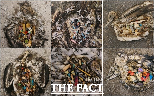 환경사진가 크리스 조던이 북태평양 미드웨이섬에서 촬영한 알바트로스들의 몸에 플라스틱 쓰레기가 가득 차 있다.